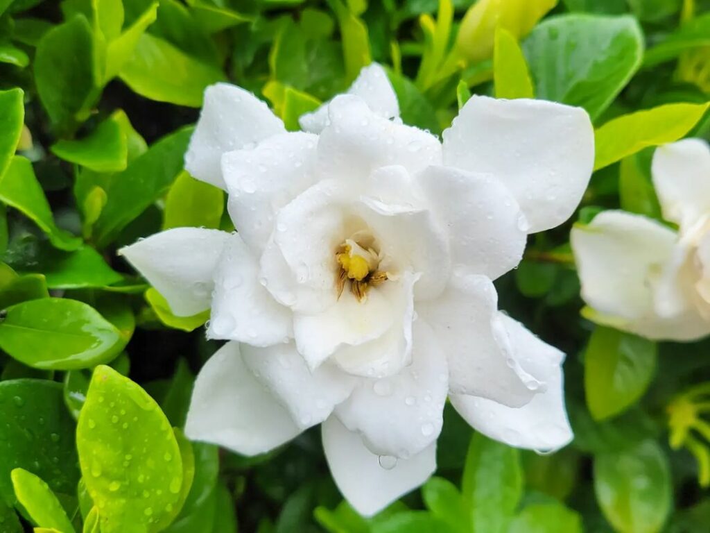 Gardenia jasminoides: um ícone clássico para jardins perfumados