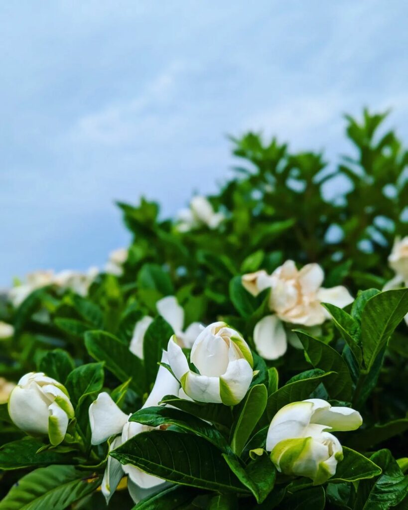Gardenia jasminoides: um ícone clássico para jardins perfumados