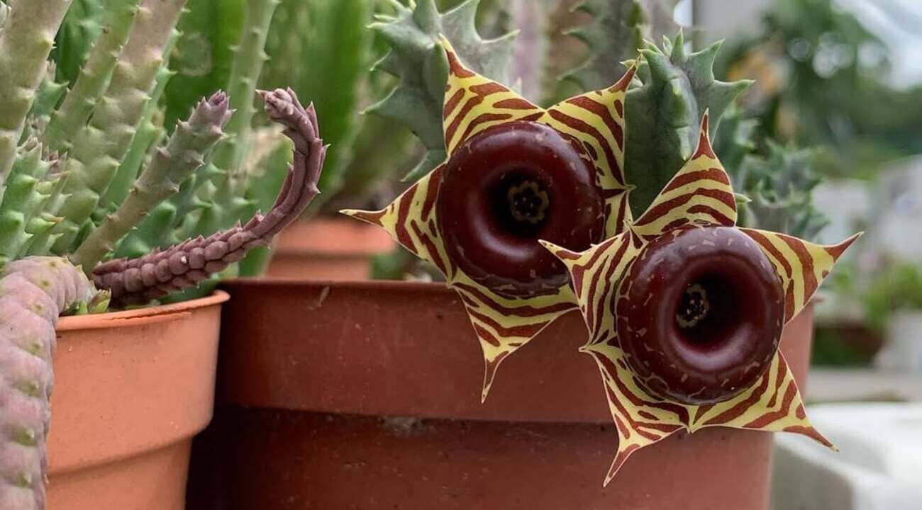 Gasteria zebrina Hernia zebrina Suculenta