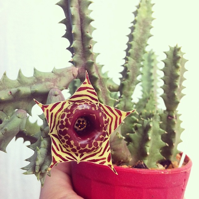 Você sabia que essa suculenta tem um “segredo” nas suas folhas?