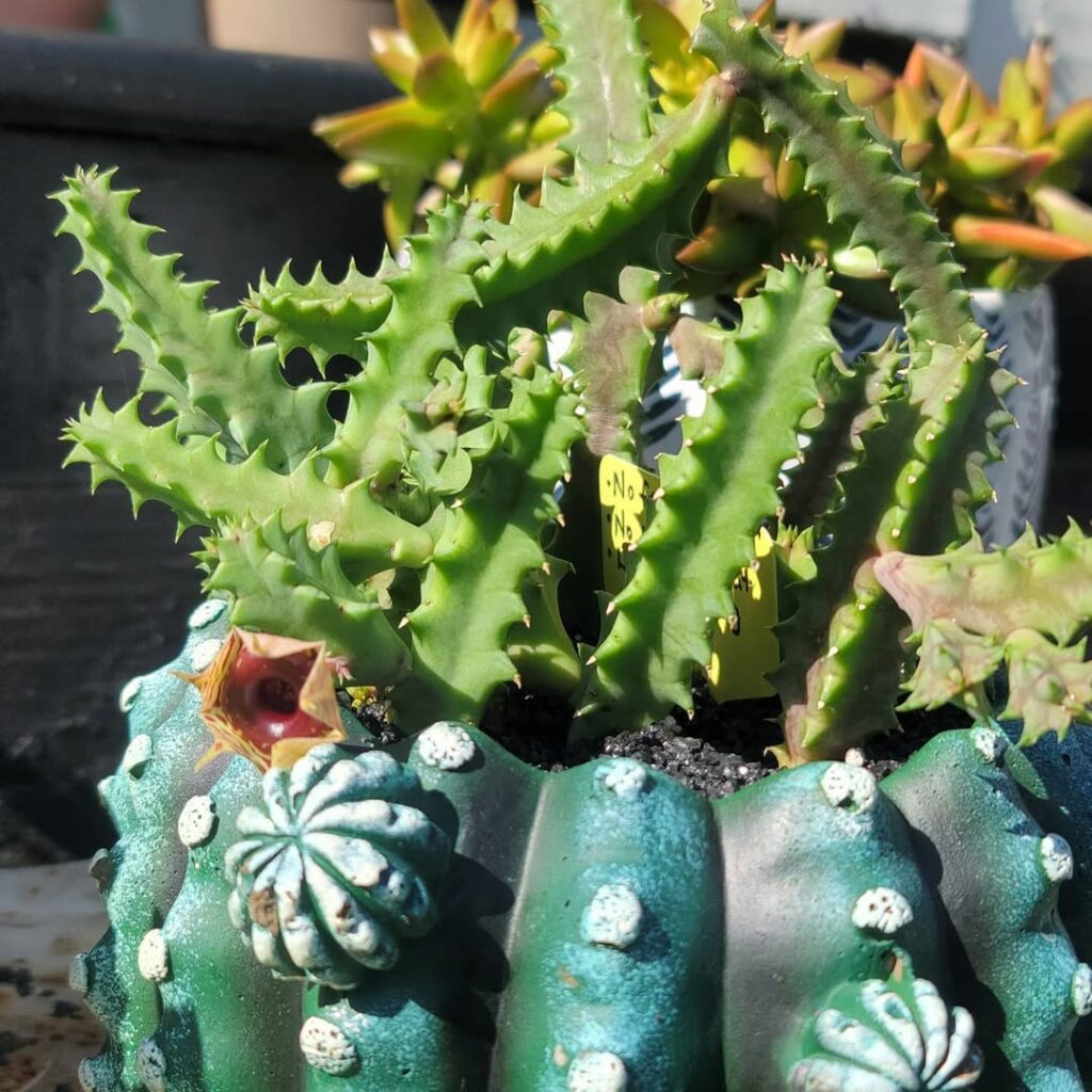 Você sabia que essa suculenta tem um “segredo” nas suas folhas?