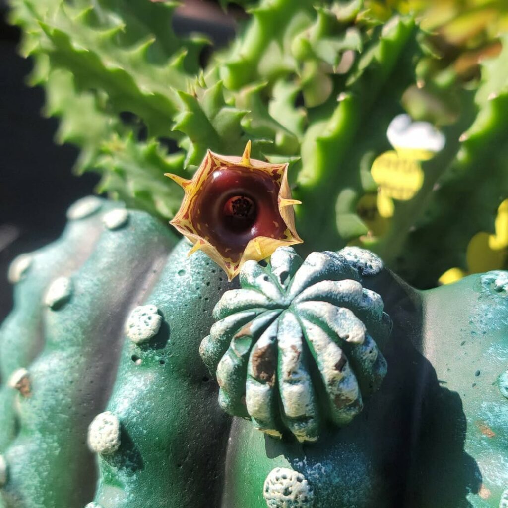 Você sabia que essa suculenta tem um “segredo” nas suas folhas?