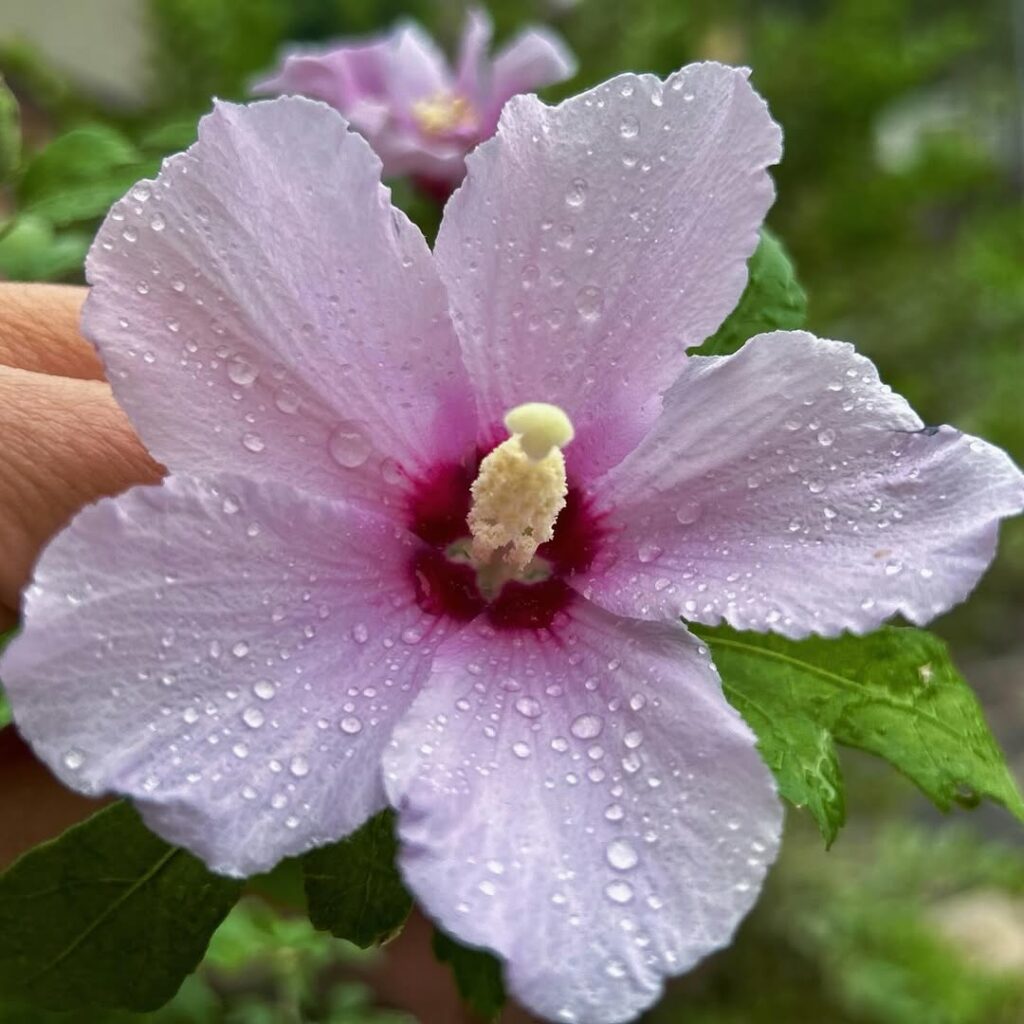 Essa praga pode acabar com sua horta — veja como eliminar os pulgões de forma natural