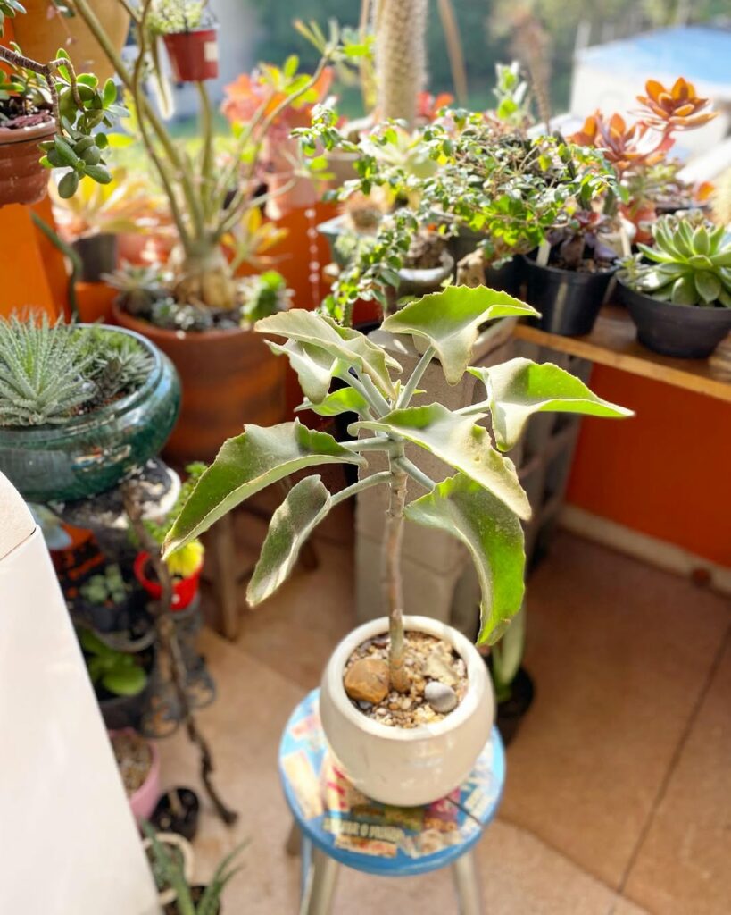 Suculenta Colher de Pedreiro: Características e cuidados para prosperar a bela Kalanchoe Beharensis.