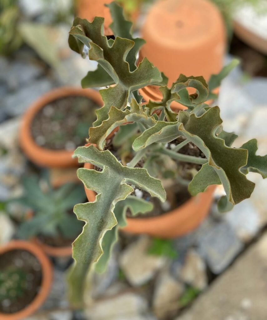 Suculenta Colher de Pedreiro: Características e cuidados para prosperar a bela Kalanchoe Beharensis.