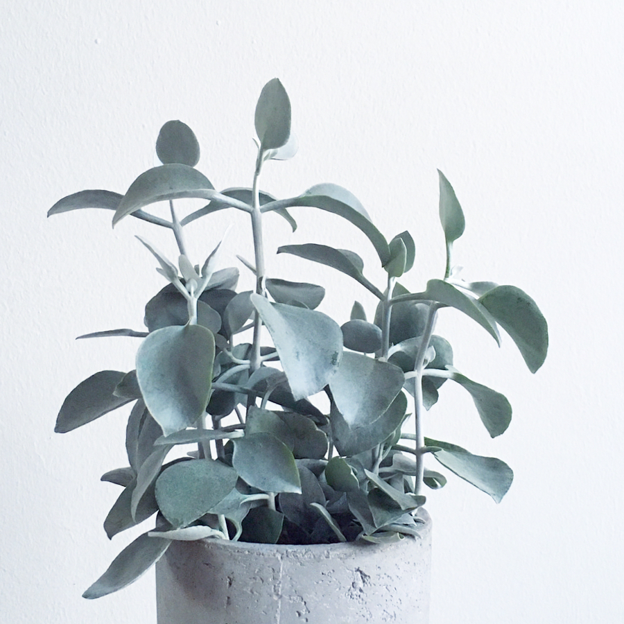 Kalanchoe Bracteata: Saiba como cuidar da popular Suculenta Colher de Prata.