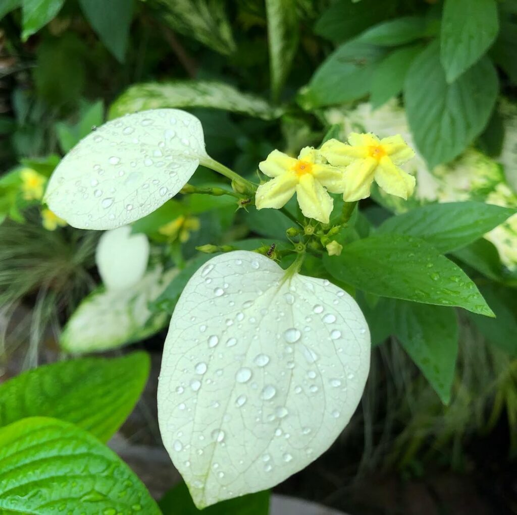 Mini Mussaenda: um arbusto tropical de beleza encantadora e porte compacto
