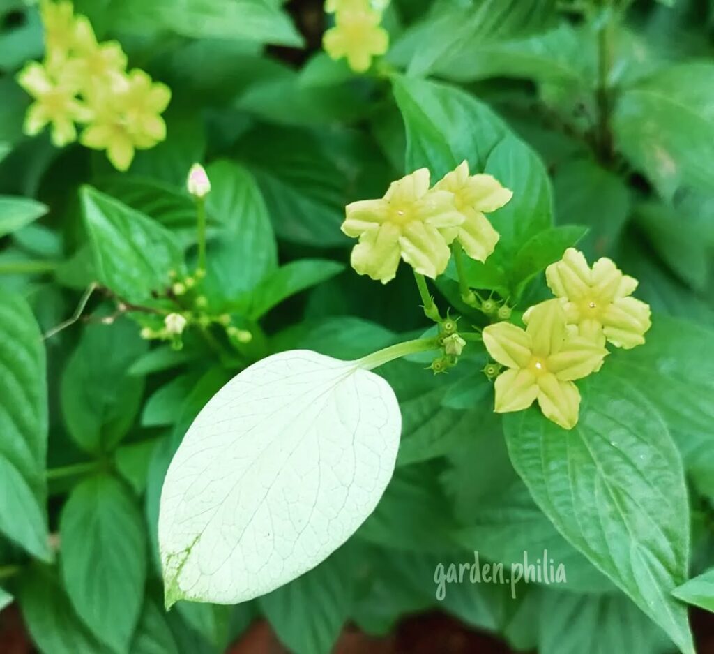 Mini Mussaenda: um arbusto tropical de beleza encantadora e porte compacto