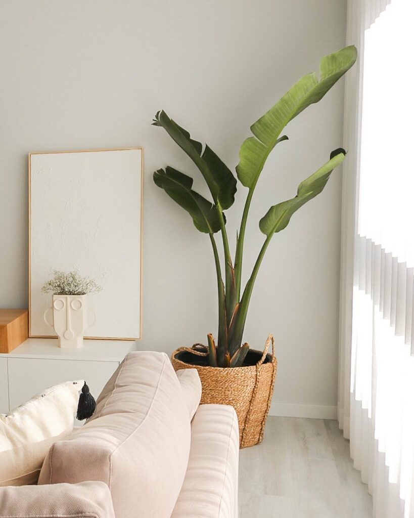 Strelitzia Nicolai: A majestosa planta tropical do momento!