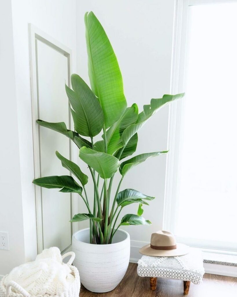 Strelitzia Nicolai: A majestosa planta tropical do momento!