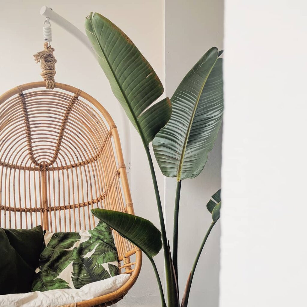 Strelitzia Nicolai: A majestosa planta tropical do momento!