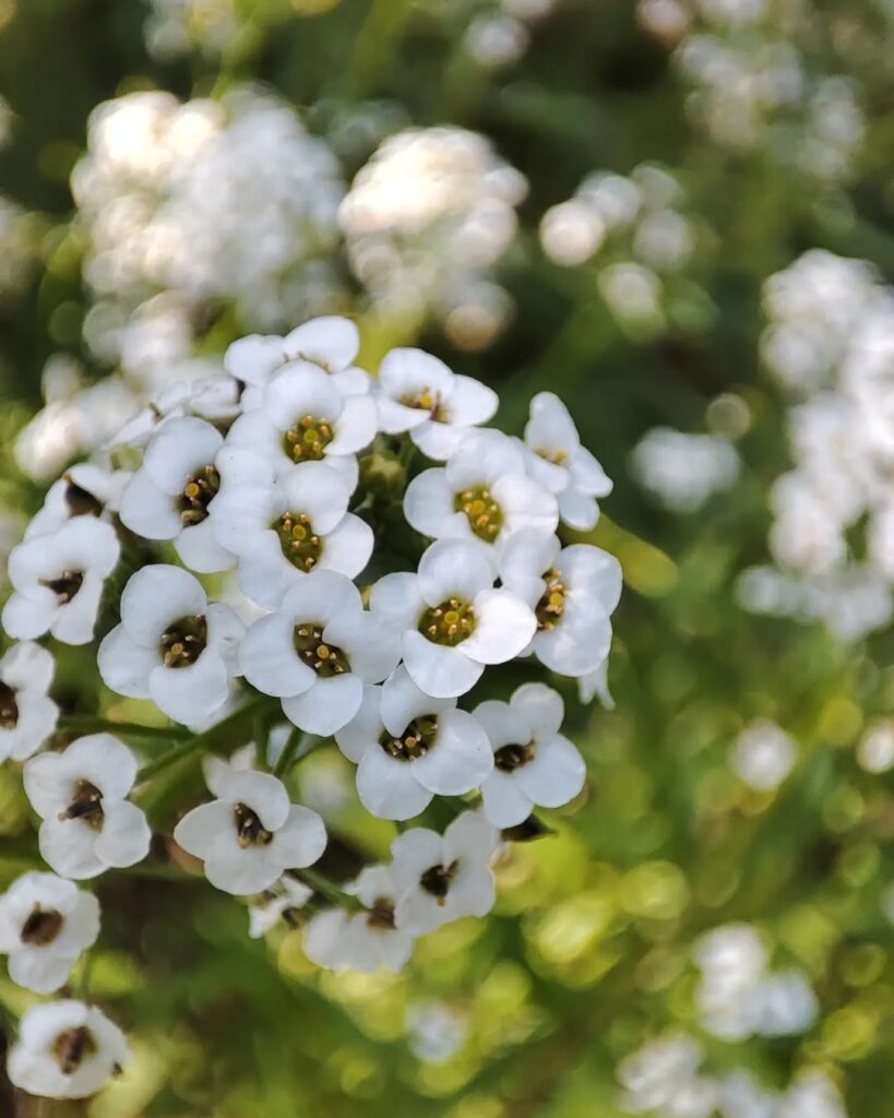 Álisso: como cultivar a flor que atrai borboletas e abelhas