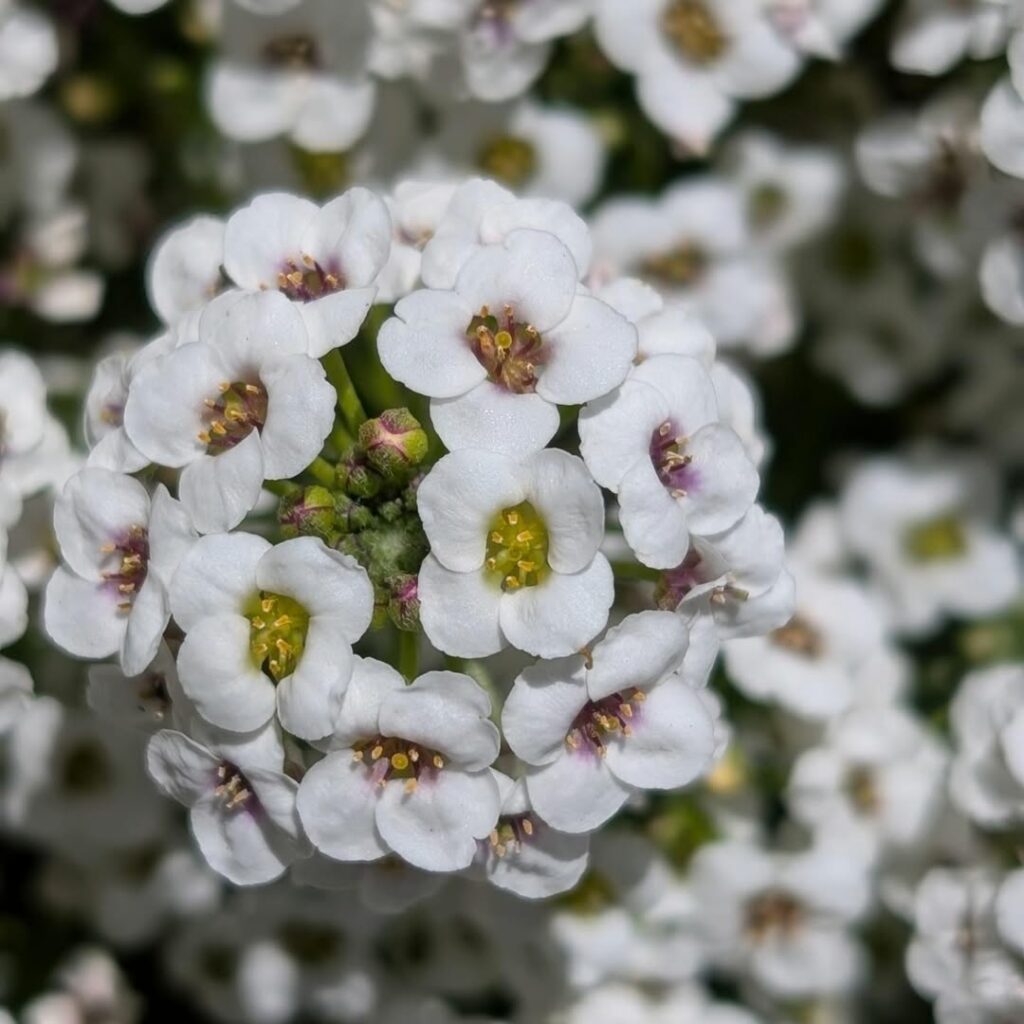 Álisso: como cultivar a flor que atrai borboletas e abelhas