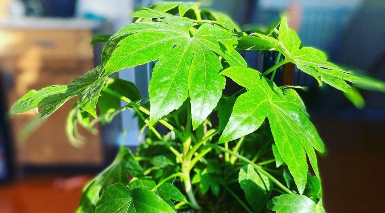 Arália-japonesa: Beleza ornamental com versatilidade e elegância