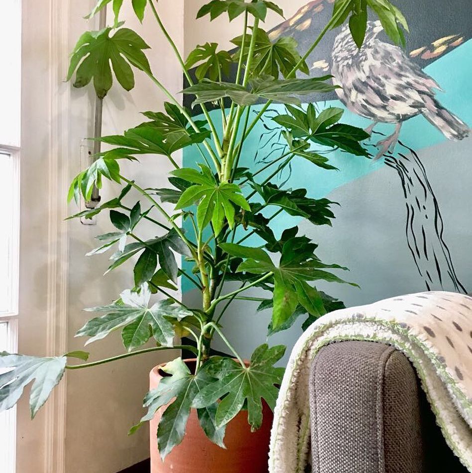 Arália-japonesa: Beleza ornamental com versatilidade e elegância