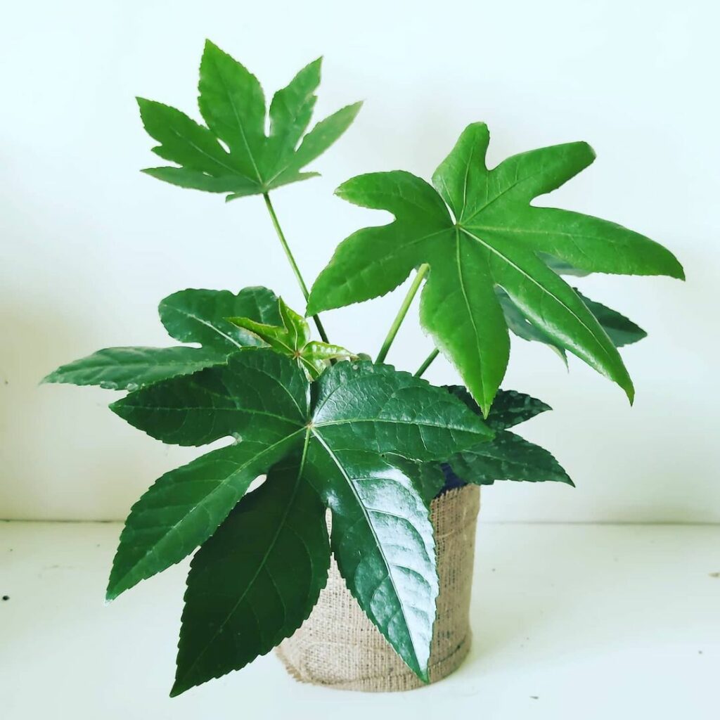 Arália-japonesa: Beleza ornamental com versatilidade e elegância