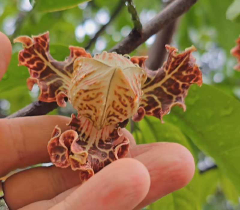 Árvore-orquídea: a beleza exótica da Monodora angolensis