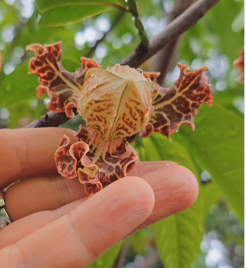Árvore-orquídea: a beleza exótica da Monodora angolensis