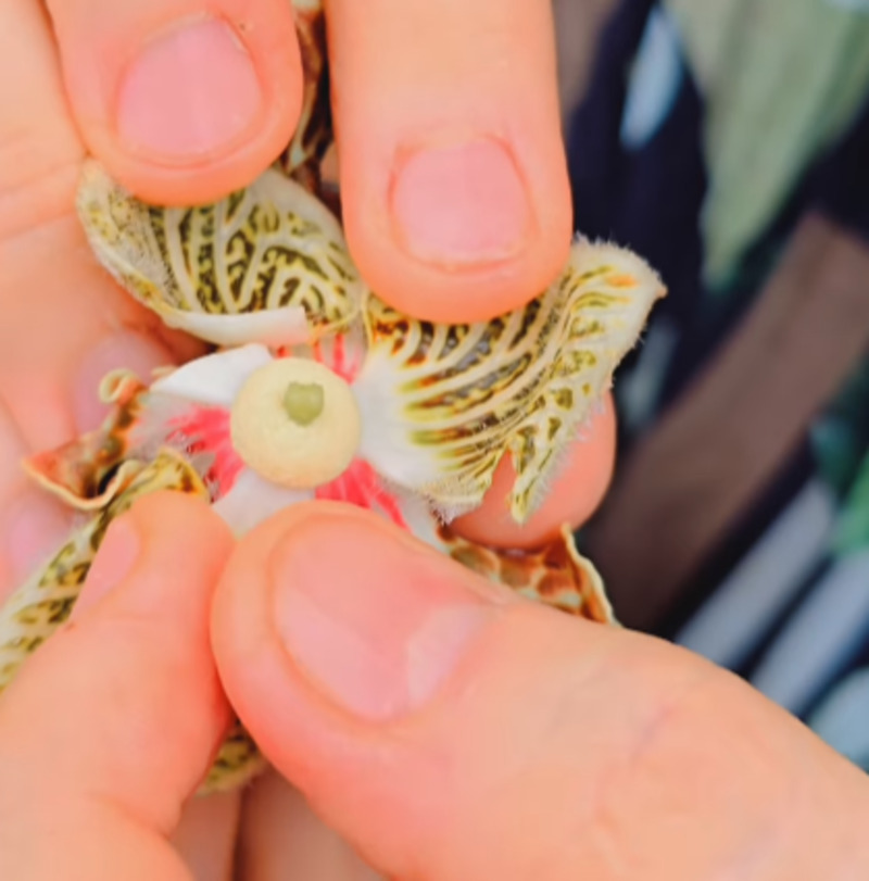 Árvore-orquídea: a beleza exótica da Monodora angolensis