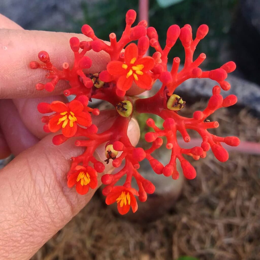 Jatrofa (Jatropha podagrica): uma planta que encanta, mas que exige cuidados devido a sua toxicidade.