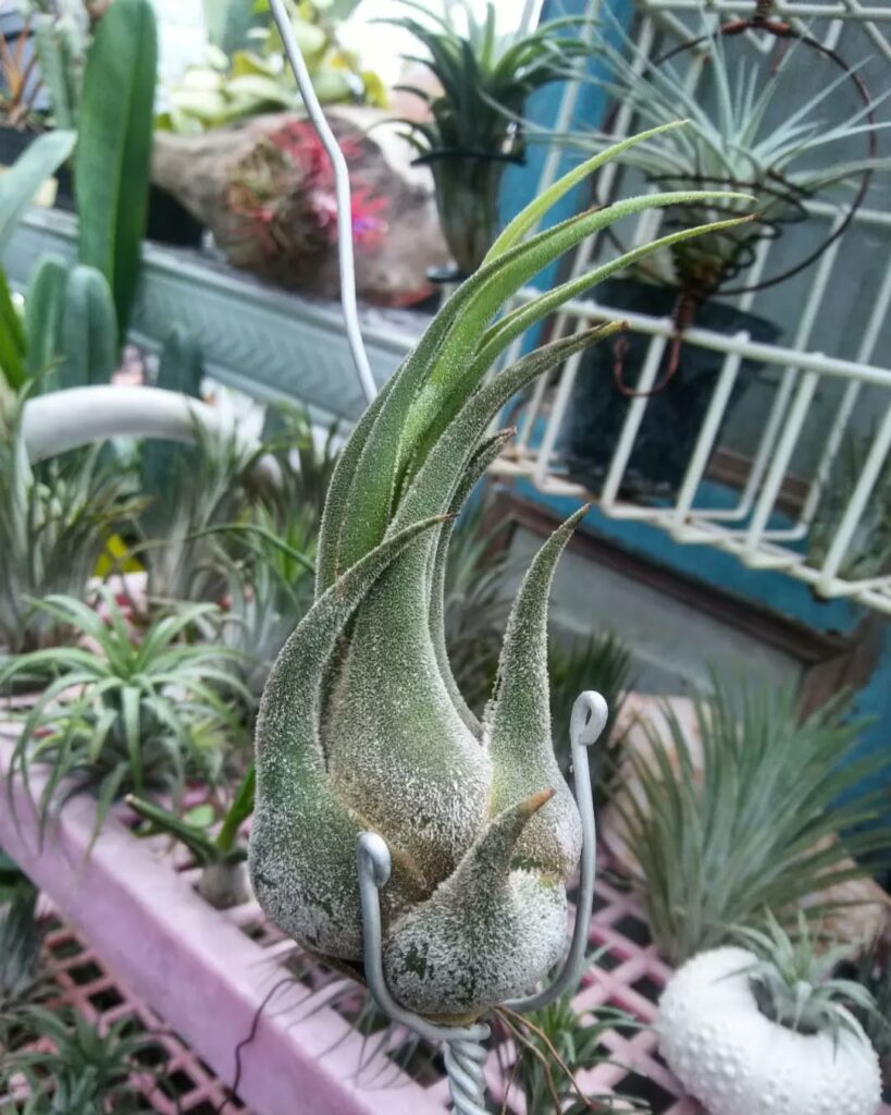 Tillandsia rinoceronte: a bromélia com folhas curvadas que se assemelham a um chifre.