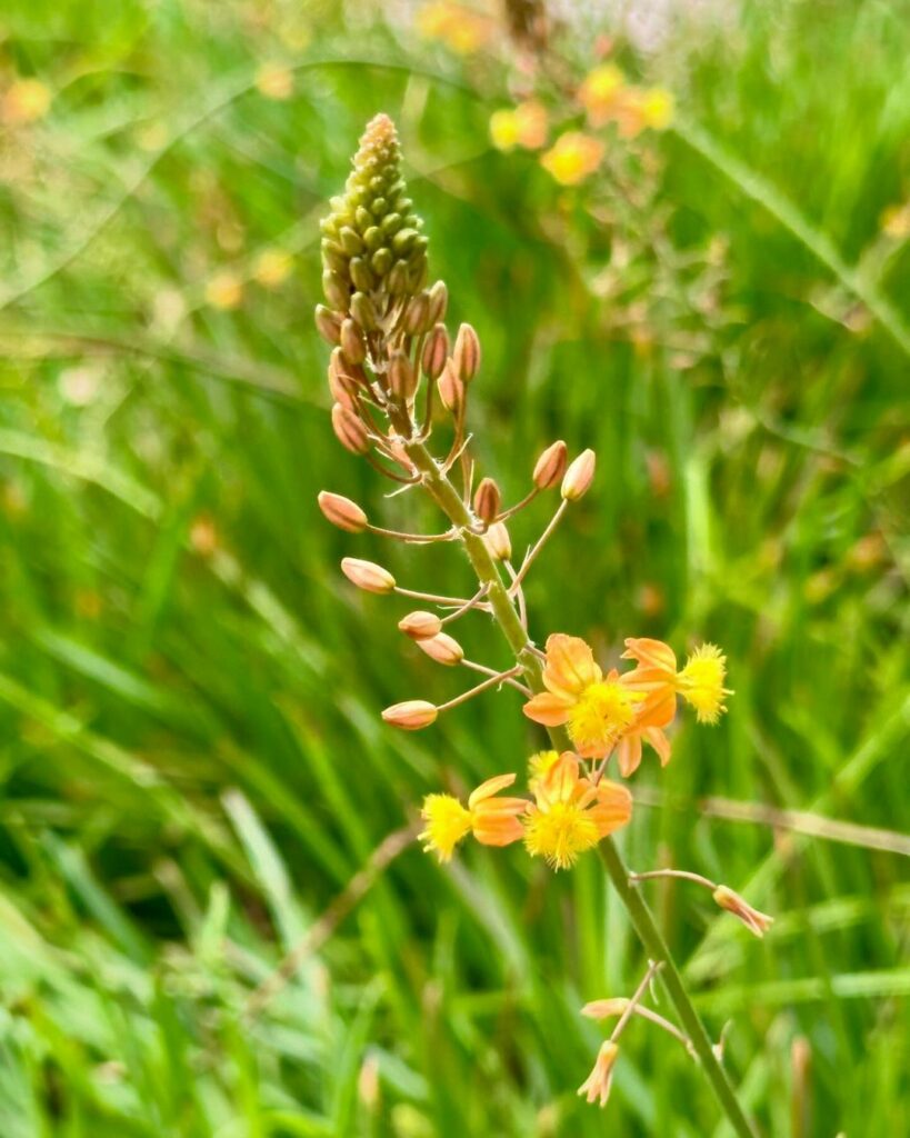 Cebolinha-de-Jardim: A Beleza e Versatilidade da Bulbine Frutescens