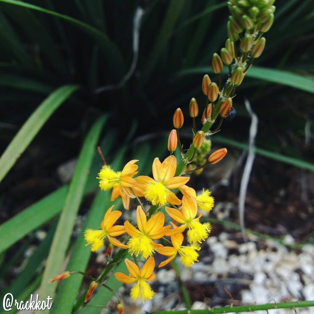 Cebolinha-de-Jardim: A Beleza e Versatilidade da Bulbine Frutescens