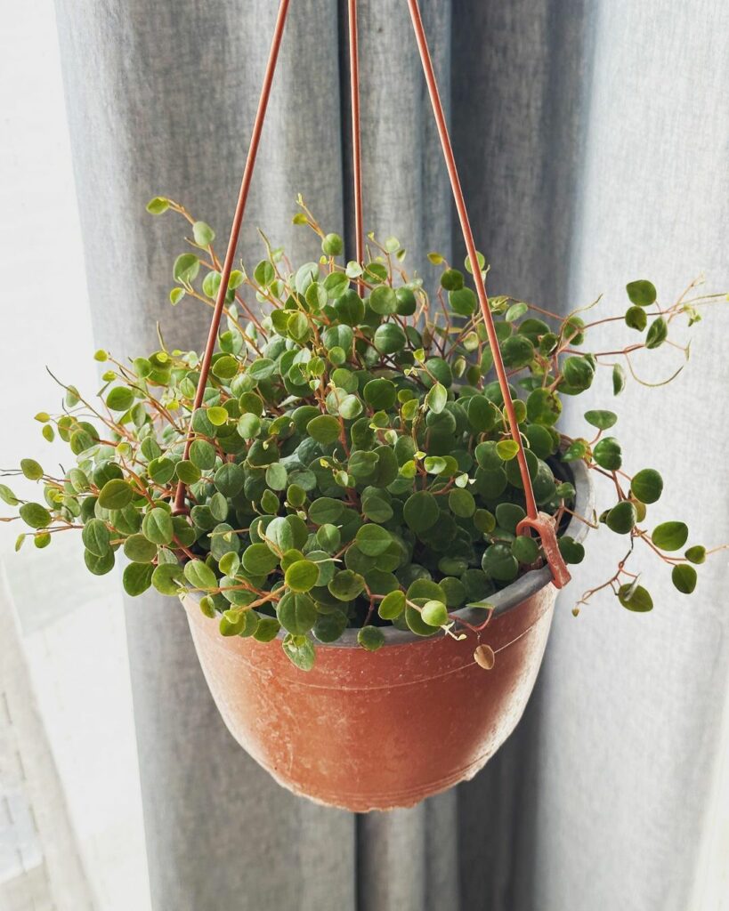 4 espécies encantadoras de plantas pendentes para transformar ambientes