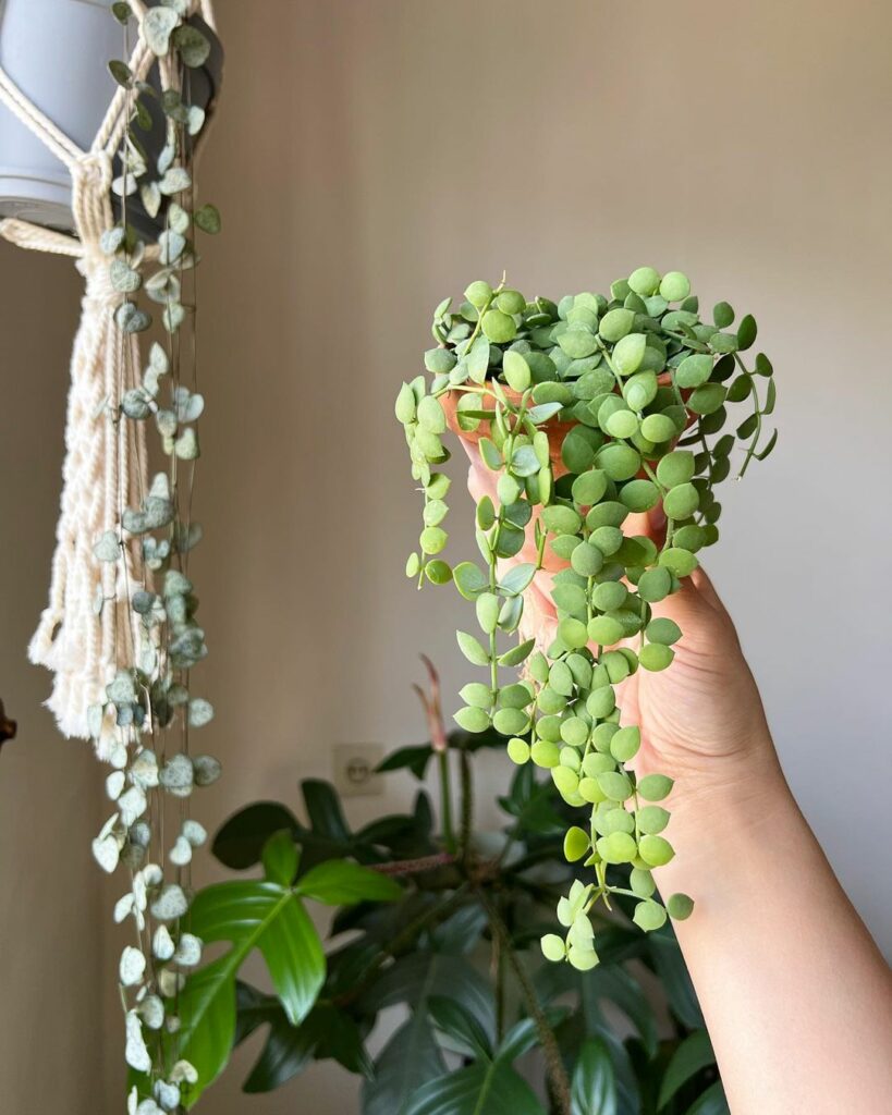 4 espécies encantadoras de plantas pendentes para transformar ambientes