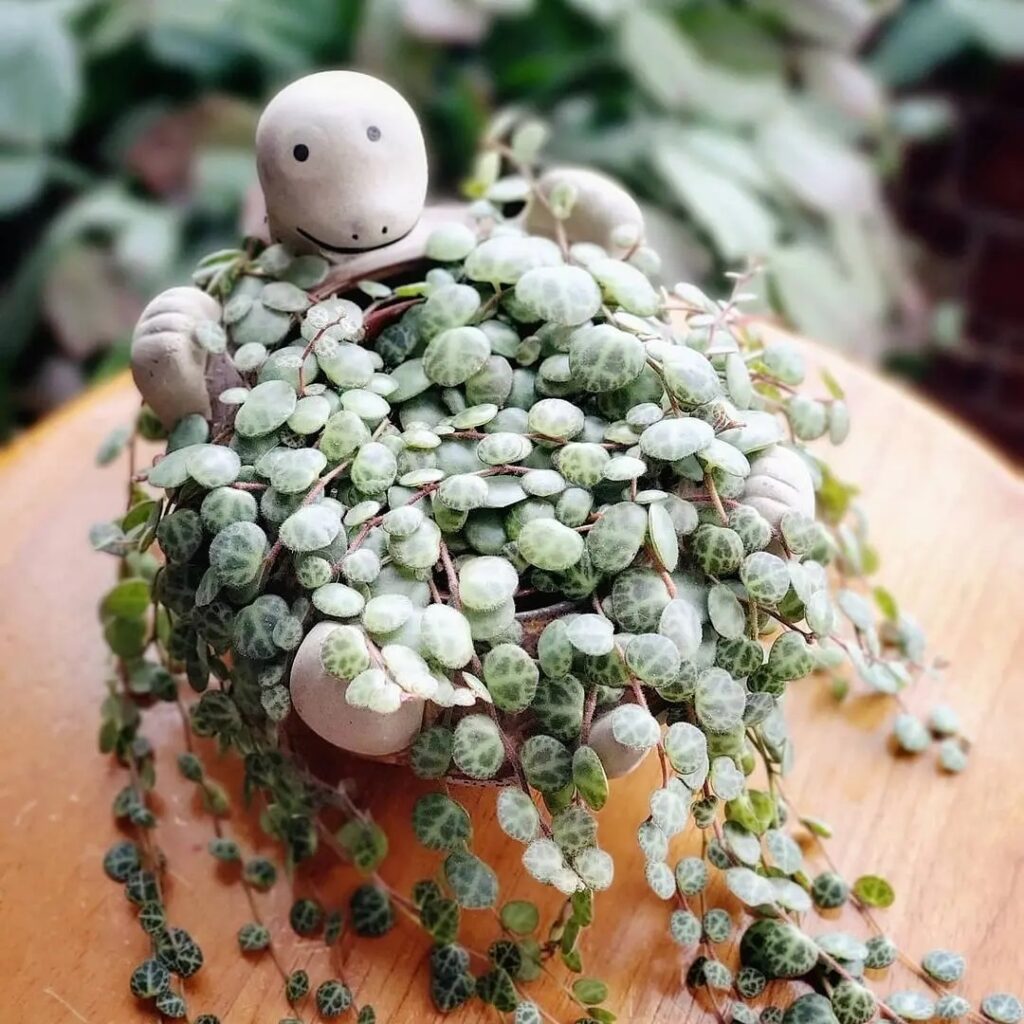 4 espécies encantadoras de plantas pendentes para transformar ambientes