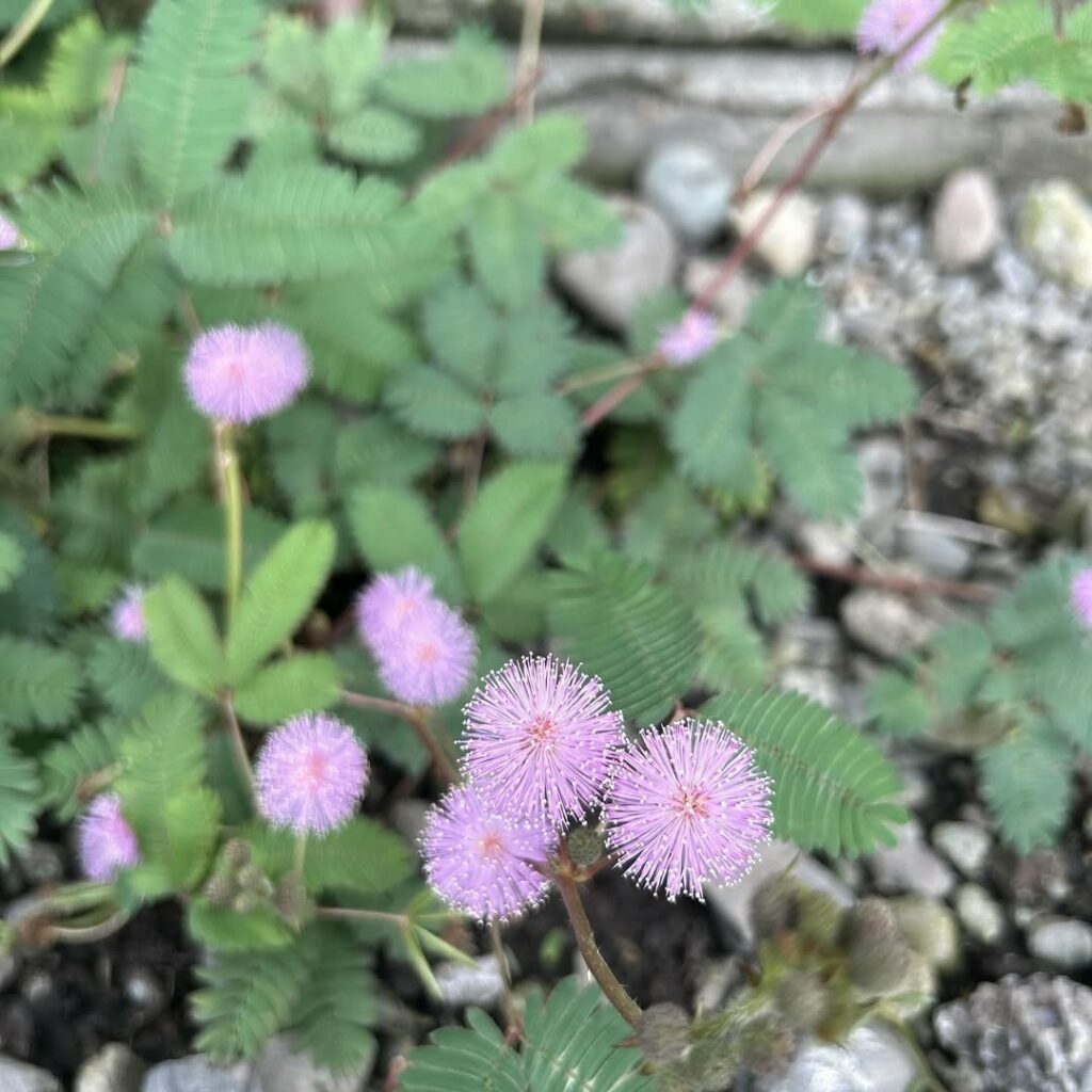 Mimosa pudica: a planta-dormideira que encanta com sua sensibilidade