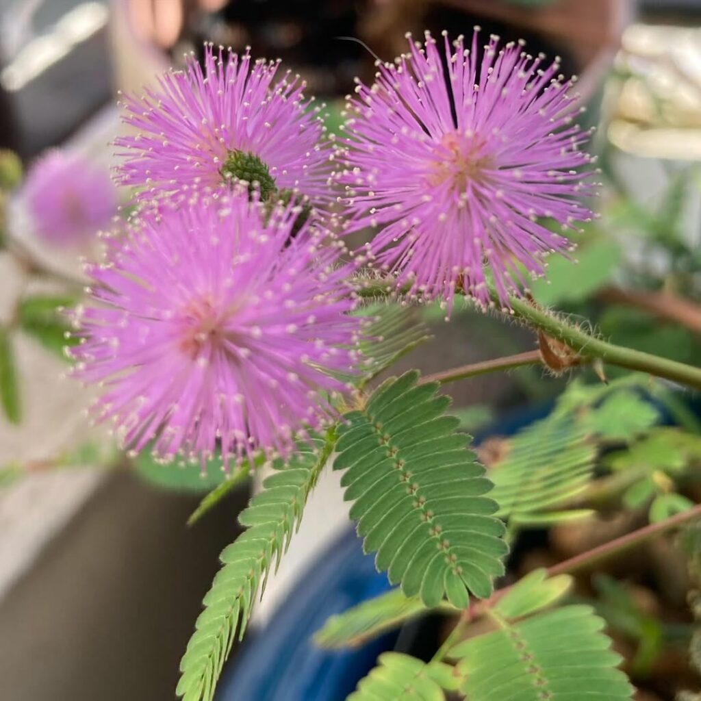 Mimosa pudica: a planta-dormideira que encanta com sua sensibilidade