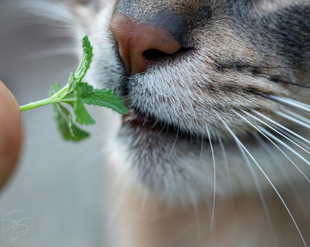 Erva-de-Gato (Nepeta cataria): a planta que encanta os felinos e surpreende pelos benefícios