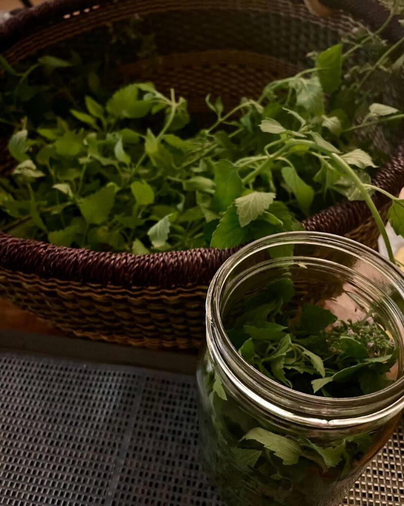 Erva-de-Gato (Nepeta cataria): a planta que encanta os felinos e surpreende pelos benefícios