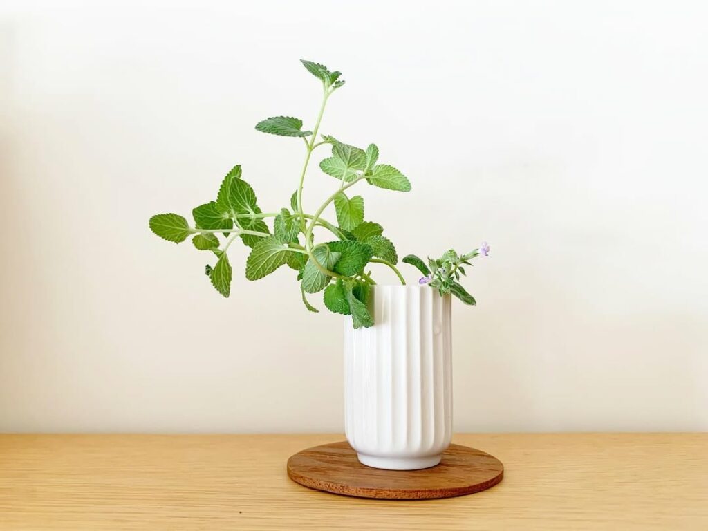 Erva-de-Gato (Nepeta cataria): a planta que encanta os felinos e surpreende pelos benefícios