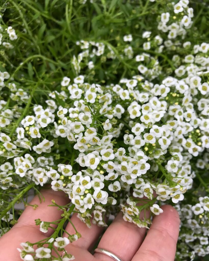Flor-de-mel: a planta que conquista pelo aroma doce e encanto visual