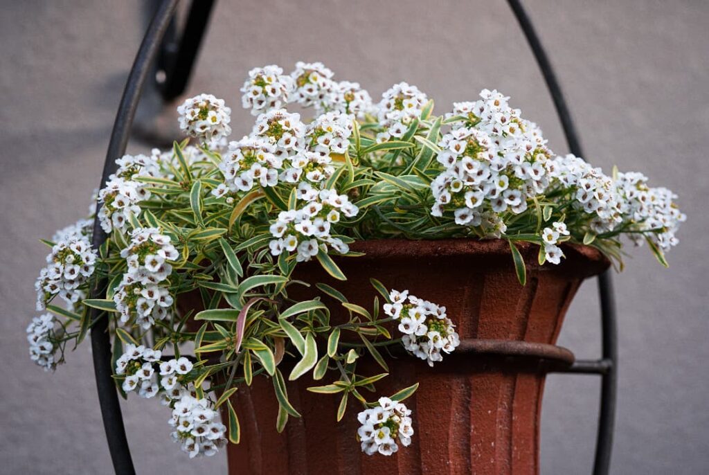 Álisso: como cultivar a flor que atrai borboletas e abelhas