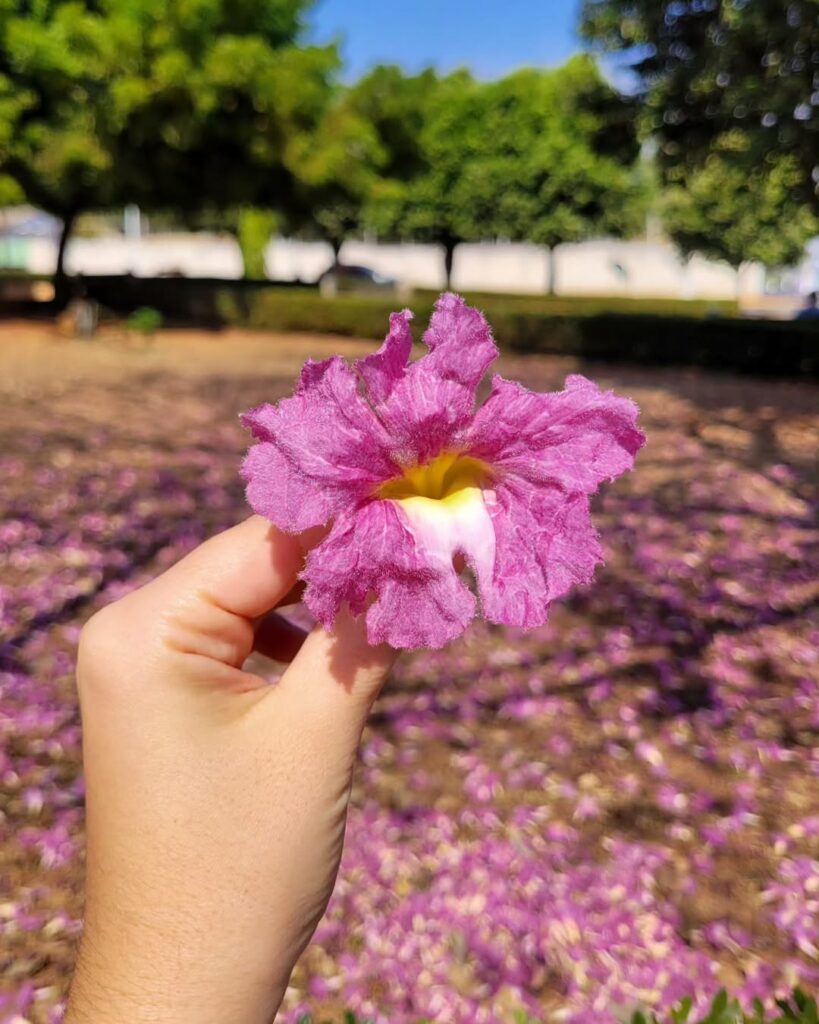 8 flores rosas que embelezam ambientes e ainda trazem um ar de delicadeza e serenidade.