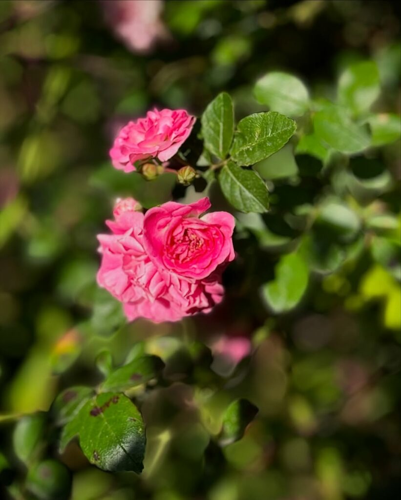 8 flores rosas que embelezam ambientes e ainda trazem um ar de delicadeza e serenidade.