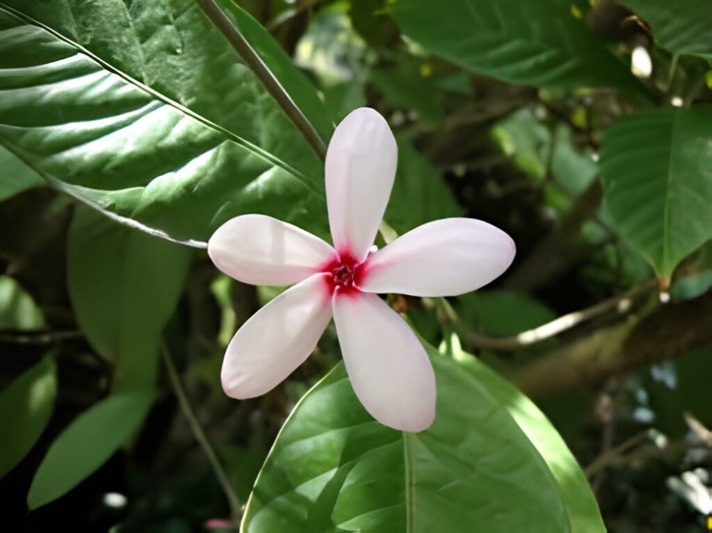 8 flores rosas que embelezam ambientes e ainda trazem um ar de delicadeza e serenidade.