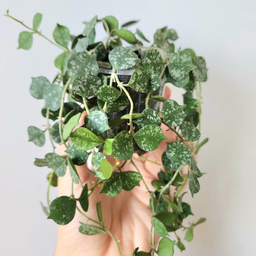 4 espécies encantadoras de plantas pendentes para transformar ambientes