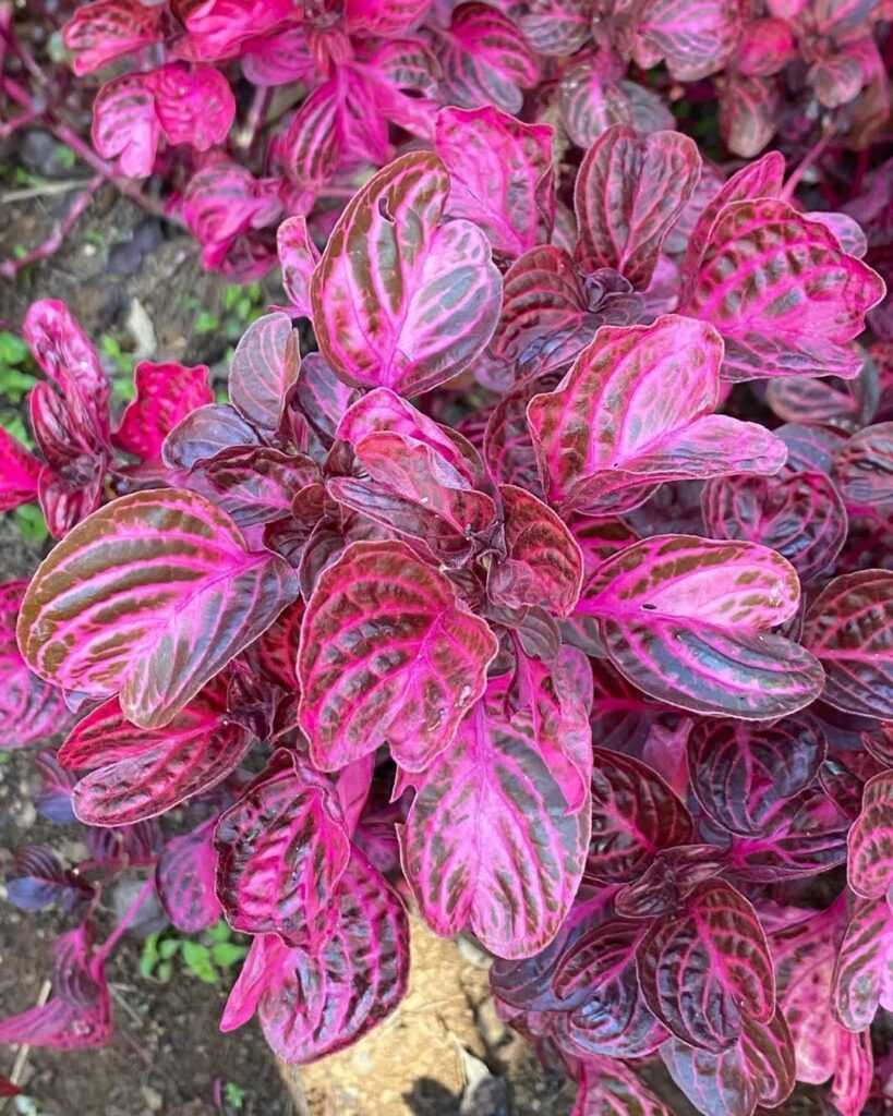 4 Plantas perfeitas para jardins verticais de sol pleno