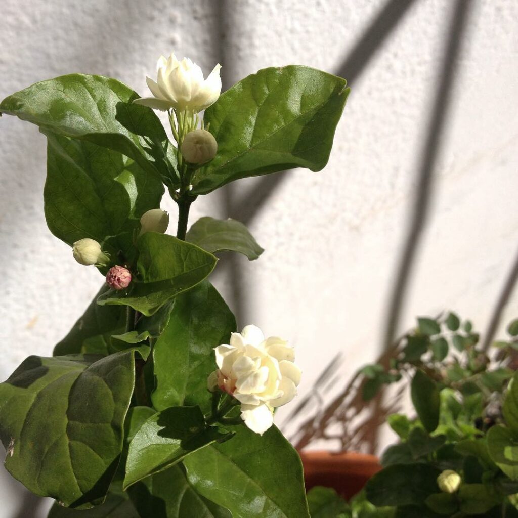 3 plantas perfumadas para ter no seu apartamento.