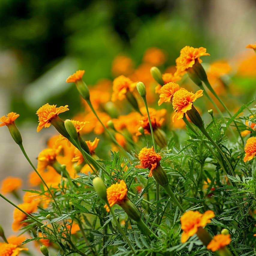 5 flores para jardim resistentes ao sol.