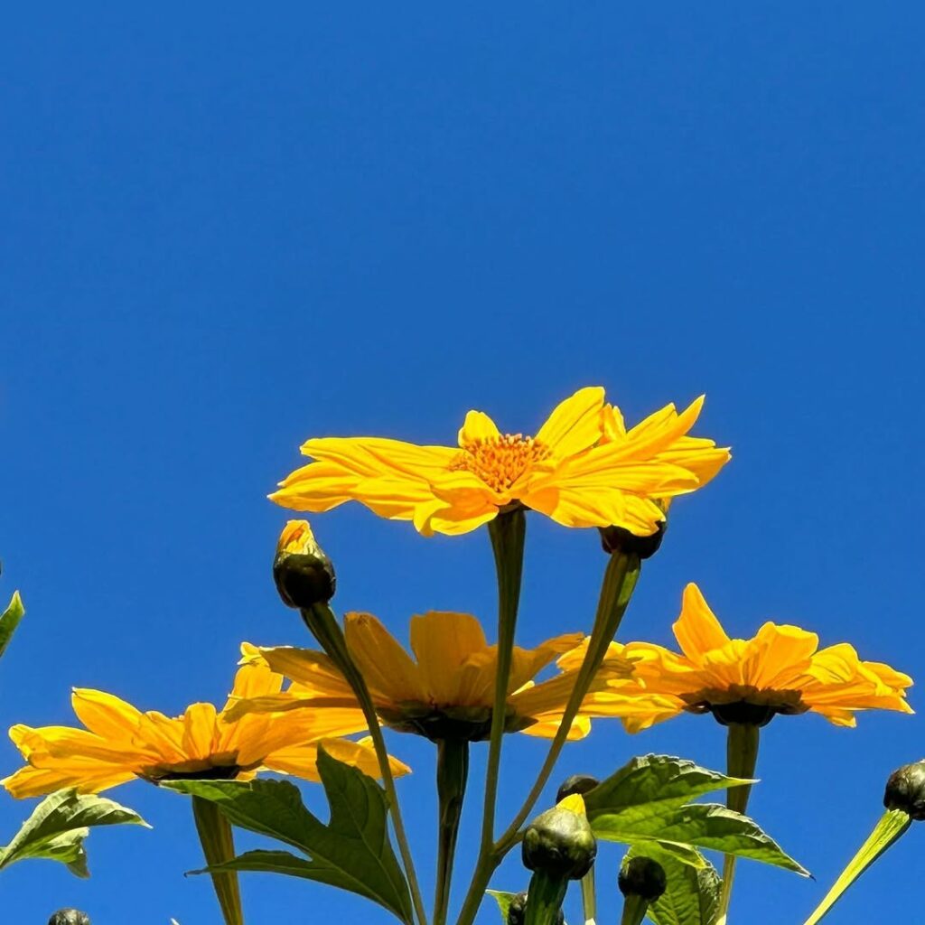 Margaridão (Tithonia diversifolia): características, versatilidade e cuidados com a "mão-de-Deus".