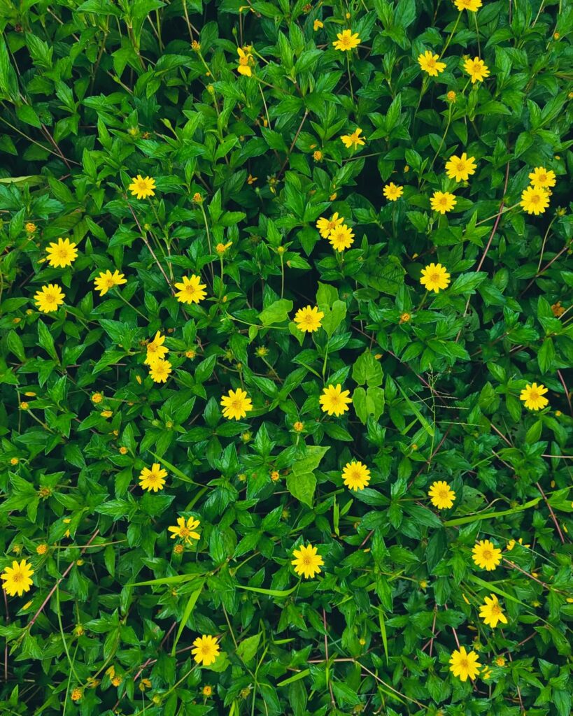 Nativa do litoral brasileiro, a Margaridinha-da-praia encanta os jardins com suas pequenas flores.