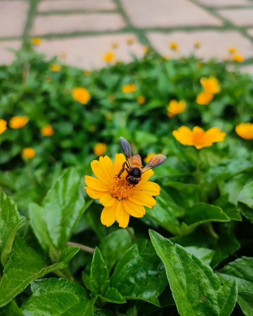 Nativa do litoral brasileiro, a Margaridinha-da-praia encanta os jardins com suas pequenas flores.