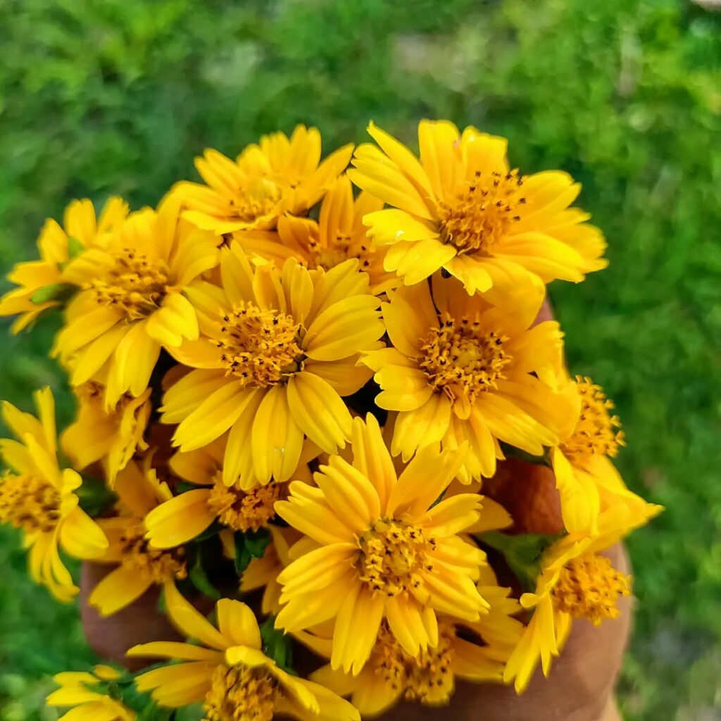 Nativa do litoral brasileiro, a Margaridinha-da-praia encanta os jardins com suas pequenas flores.