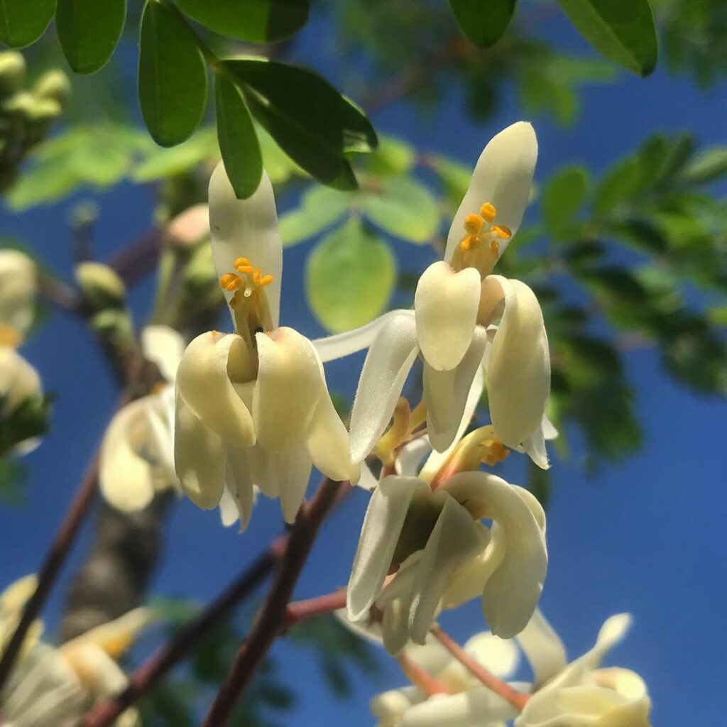 5 Árvores de Crescimento Rápido ideais para ter jardins sombreados.