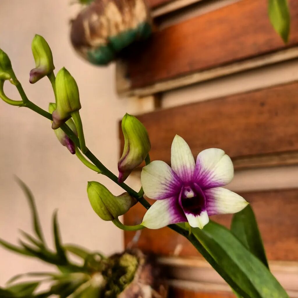 Orquídea Denphal: significado e dicas para o cultivo em casa.